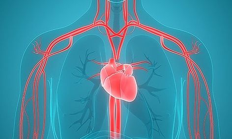 Anatomy And Physiology Basics The Cardiovascular System Small