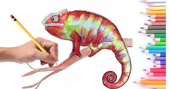 How to Draw a Realistic Chameleon With Coloured Pencils + Fun Chameleon
