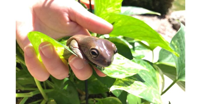 All About Frogs! Frog Appreciation Class and Sharing Time (With Live Frogs)
