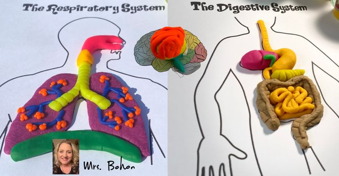 How to make a model of lungs with clay store