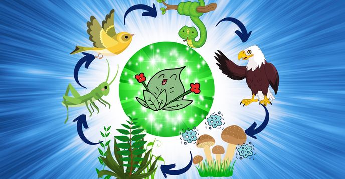 Science and Nature Ecosystems Food Chains and Food Webs Biology Diagrams