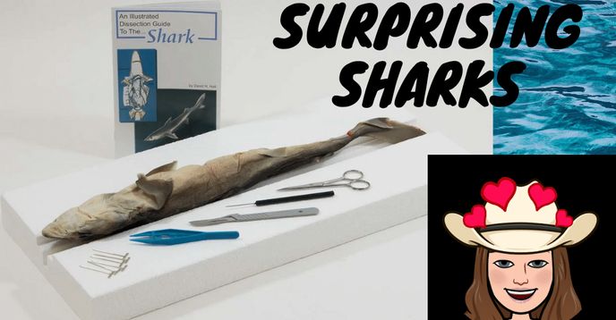 Surprising sharks