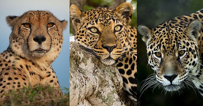 What's The Difference Between a Cheetah, a Jaguar and a Leopard?