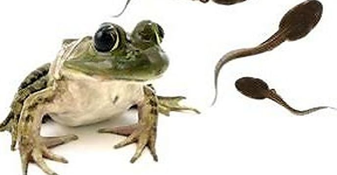 Where Do Frogs Come From? #Academic | Small Online Class for Ages 4-7