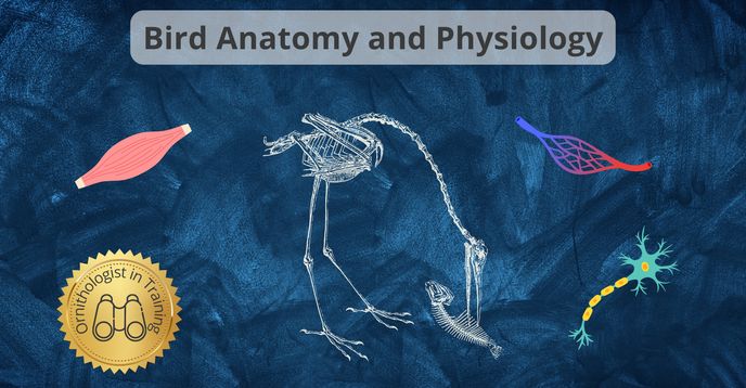 Ages　(Flex)　Online　and　Small　Physiology　Anatomy　for　Training:　in　Ornithologist　13-18　Bird　Class