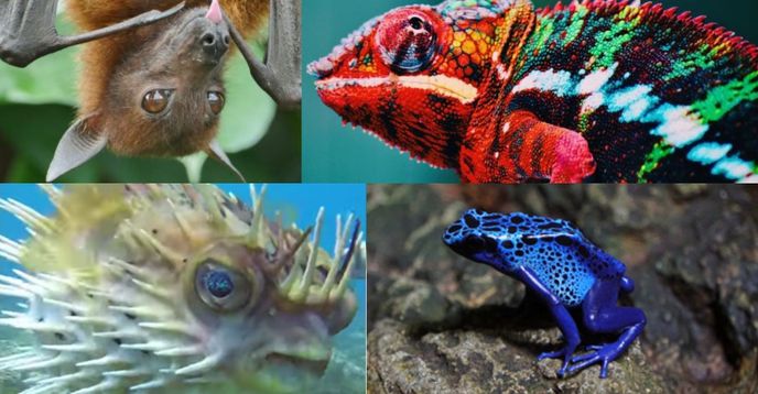 Amazing Animal Adaptations: Change Helps Survival: Bat, Chameleon