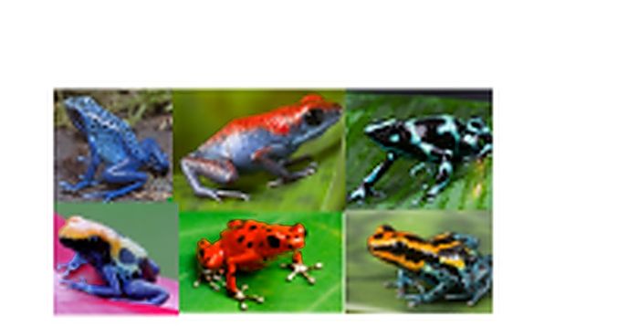 Learn About Poisonous Dart Frogs and Where to Find Them: Science & Art