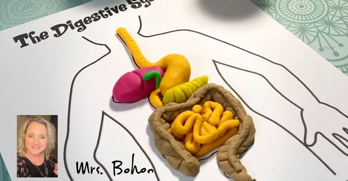 3d model of digestive system with clay online