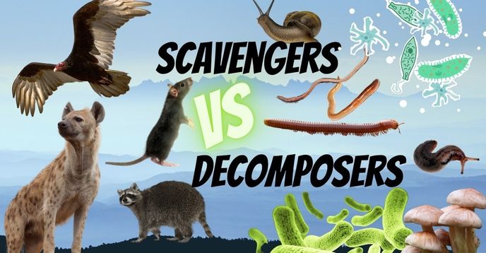 Science and Nature: Who Are Scavengers and Decomposers and What Is