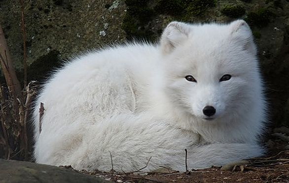 Arctic Foxes Alive! All About the Arctic Fox With Drawing Activity ...