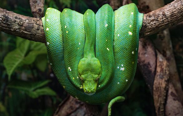 Herpetology Reptiles Amphibians Semester Course (10 13) Small