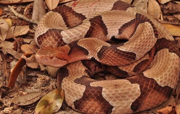 Herpetology Snakes 2: Research Discuss Snakes Around the World 10Wk