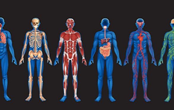 The Science of Human Body Systems (HBS) Biology Diagrams