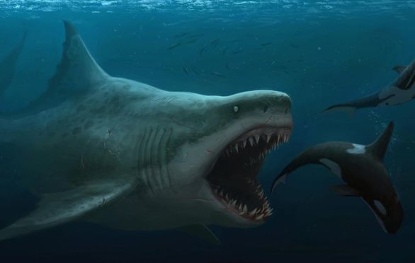 All About Megalodons. Extinct, but Alive in Our Hearts. Amazing Facts