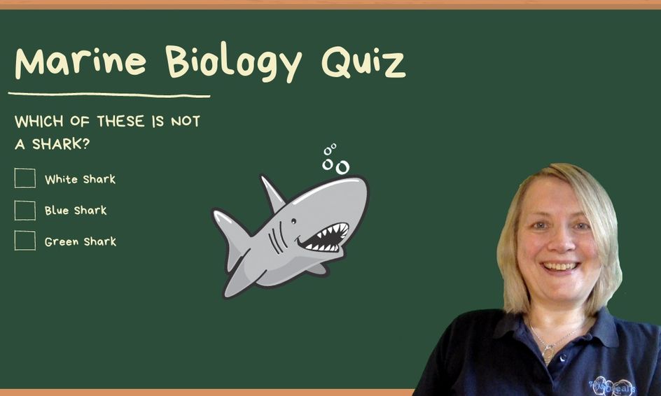Marine Biology General Knowledge Quiz That Teaches Too Small Online Class For Ages 6 11 Outschool