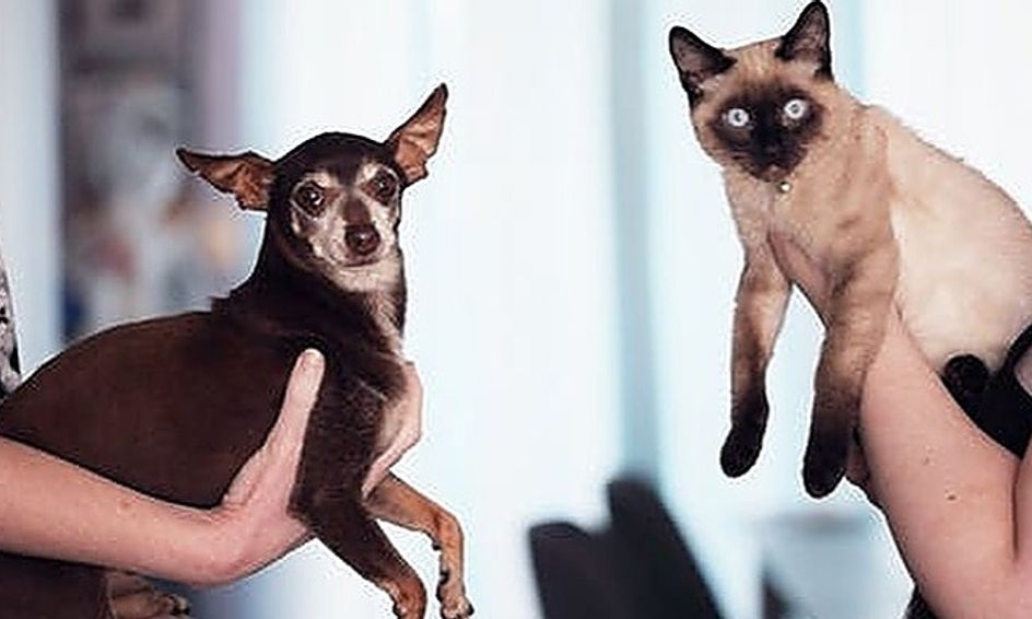 Cats Vs Dogs Critical Thinking And Debate Level I Small