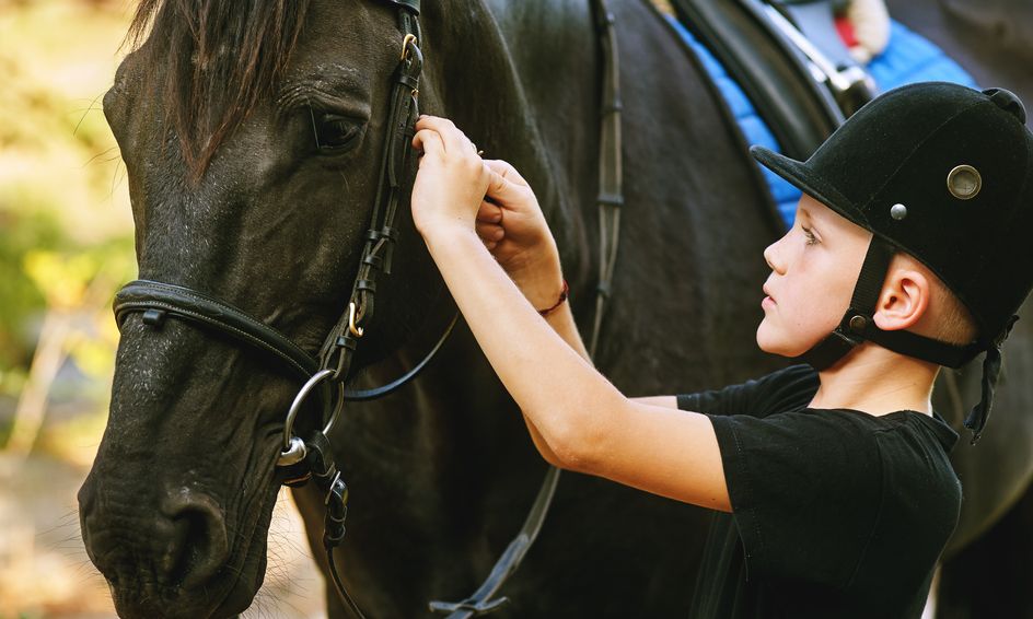 Intermediate Equine Science Part 1 Small Online Class for Ages 912