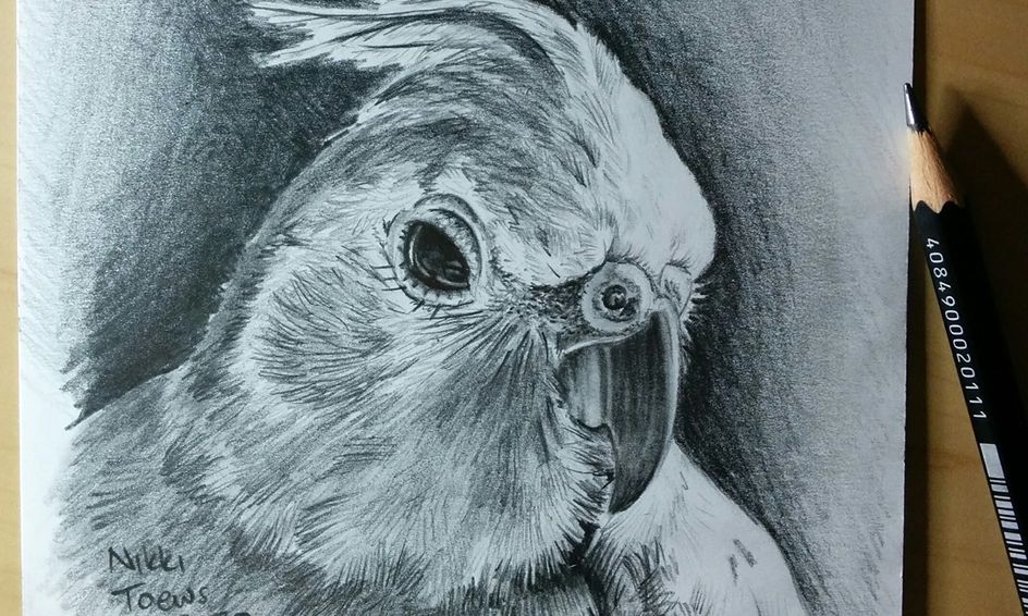 Let S Draw Animals Weekly Drawing Club Kids 8 11 Small Online Class For Ages 8 11 Outschool