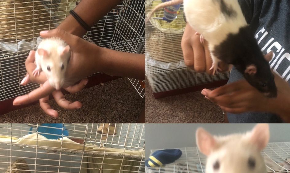 How To Take Care Of Pet Rats Small Online Class For Ages 7 10