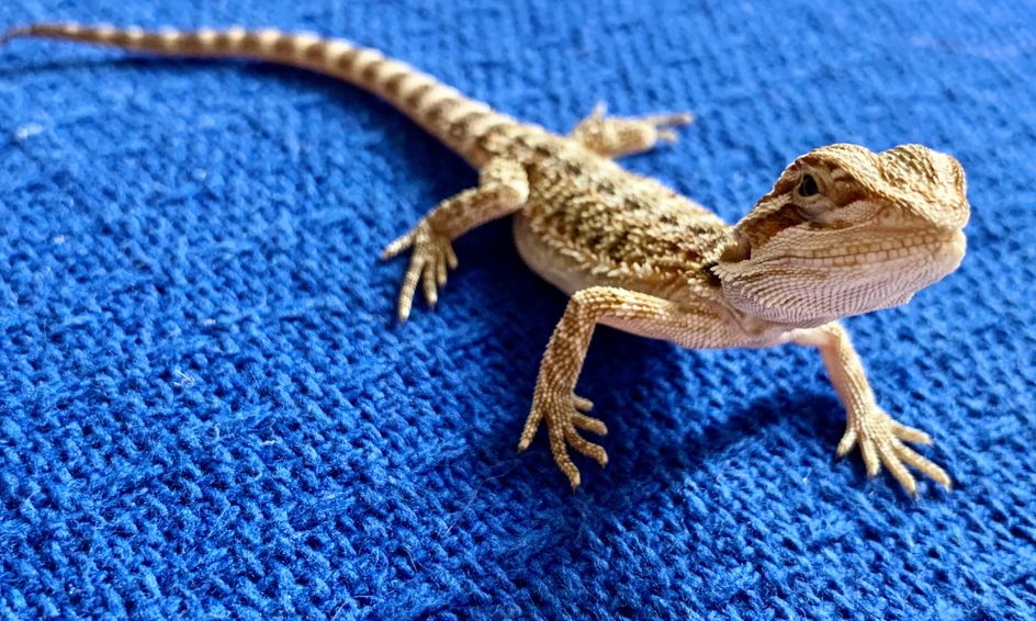 Reptile Fun Meet A Live Baby Bearded Dragon Small Online Class For Ages 6 11 Outschool