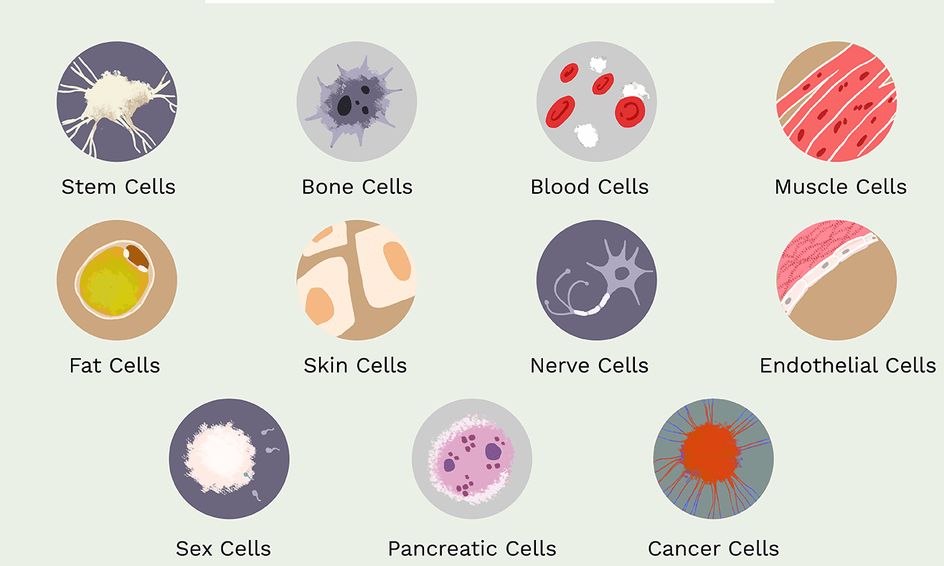 Building Blocks of the Body Understanding the Role of Specialise Cells