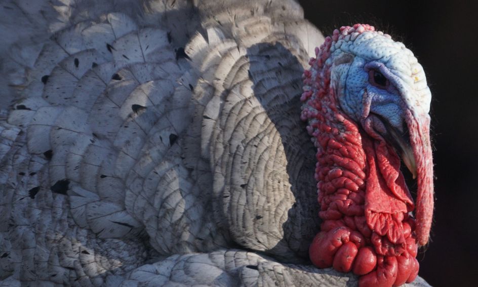 Thanksgiving Writing Turkey In Disguise For Preschool Kinder And 1st Grade Small Online Class For Ages 3 6 Outschool