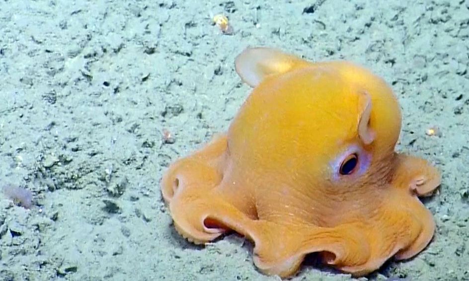 where can i find a reversible octopus