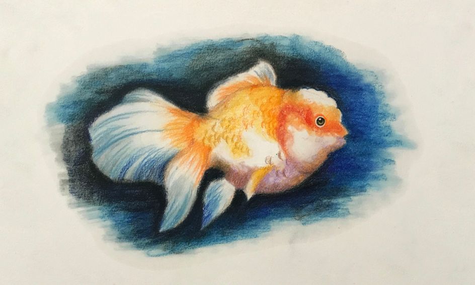 images Realistic Goldfish Fish Drawing drawing learn how to draw a fish goldfish small online class for ages 10 15