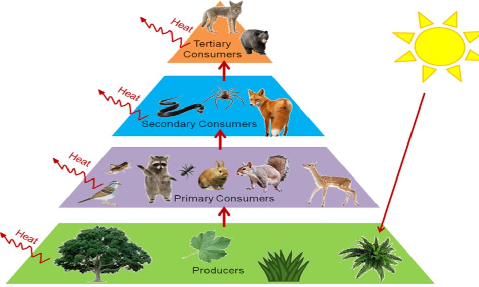 Food Web In Grassland Ecosystem Food Chain Diagram Sc - vrogue.co