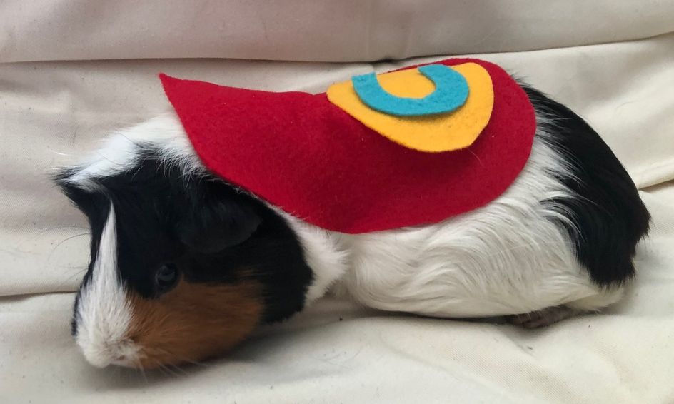 Guinea Pig And Rabbit Halloween Costume Making Super Hero Small Online Class For Ages 8 13 Outschool