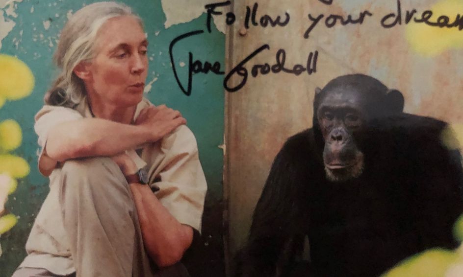 Jane Goodall And Animal Intelligence Small Online Class For Ages