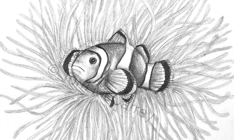 Sea Animal Art Realistic Clown Fish Sketch Small Online Class For Ages 10 15 Outschool