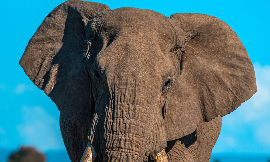 Awesome Adaptations: Elephants | Small Online Class for Ages 6-10