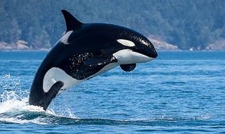 wilbur whale small
