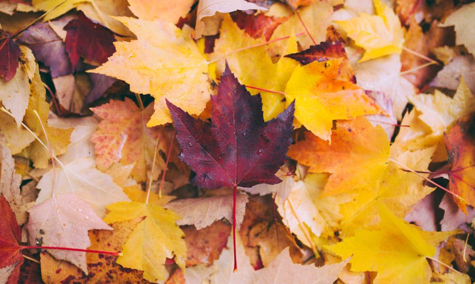 Leaf Man A Fall Nature Story And Craft Small Online Class For Ages 4 4 Outschool