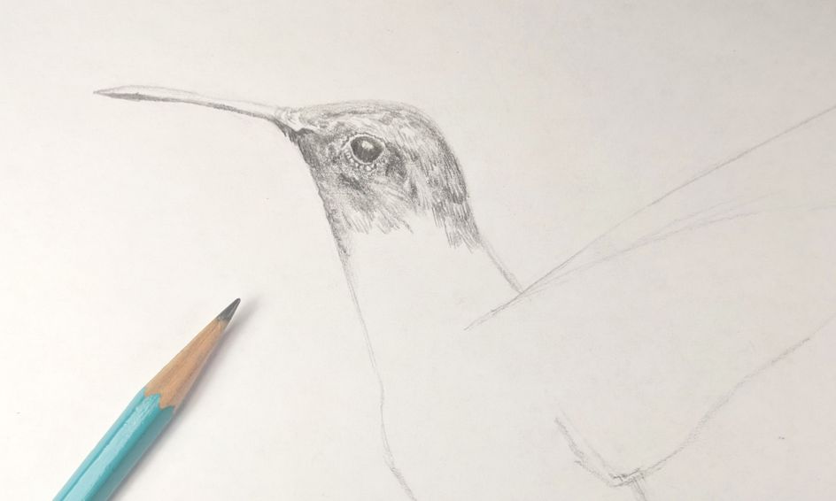 How To Draw Birds Small Online Class For Ages 8 12 Outschool