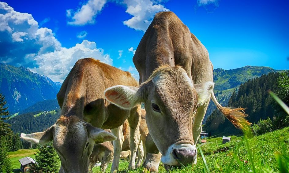 Introduction To Animal Science Small Online Class For Ages 10 15