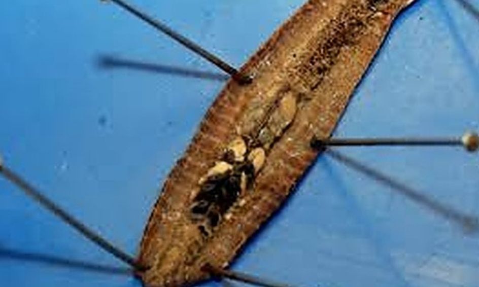 Beginner Earthworm Dissection Small Online Class For Ages 10 14 Outschool