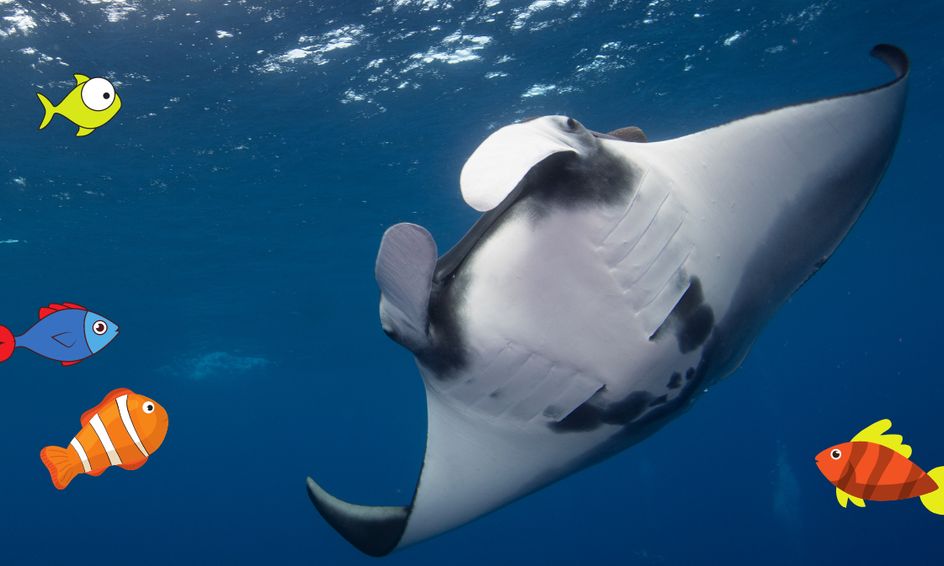 The Giant Manta Ray Small Online Class For Ages 4 8 Outschool
