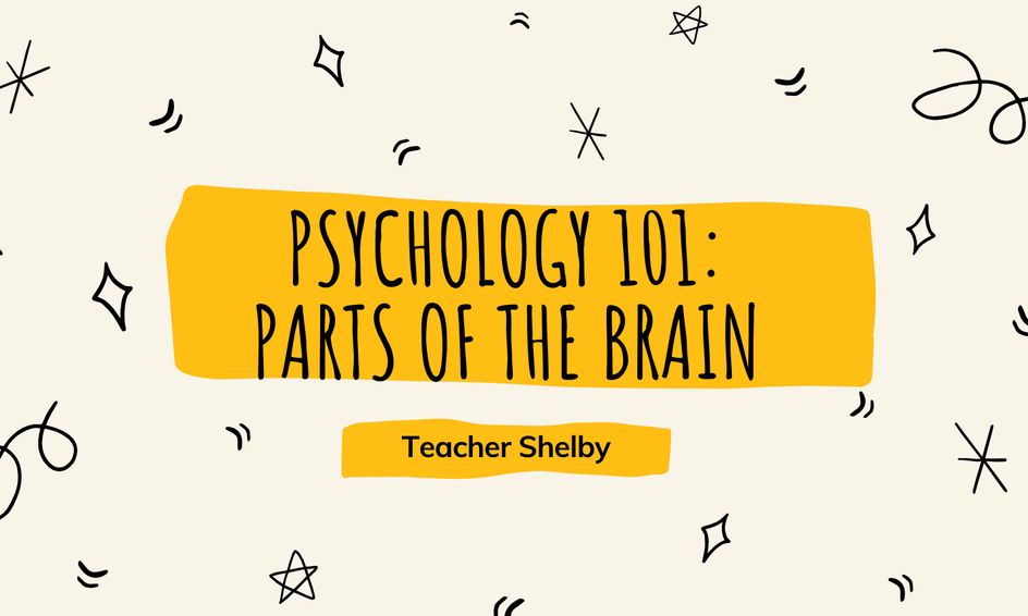 Psychology 101 Parts Of The Brain Small Online Class For Ages