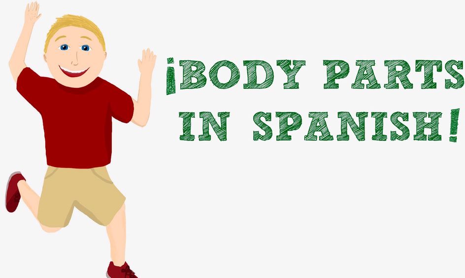 Body Parts In Spanish Spanish For Beginners Small Online Class