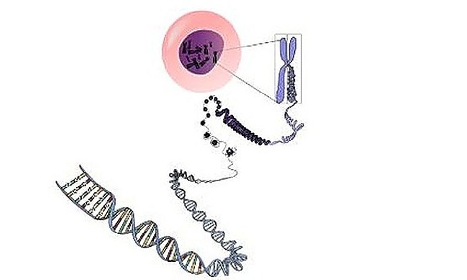 Biology Short Course Genetics And Inheritance Small Online Class For Ages 14 18 Outschool