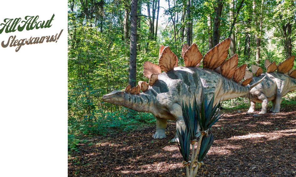 All About Stegosaurus! | Small Online Class for Ages 5-9 ...