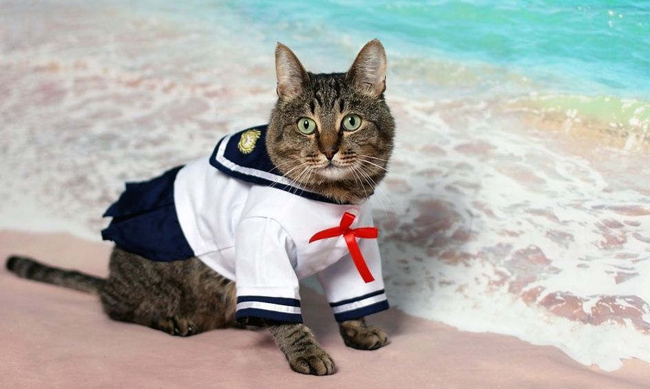 Cats History And Heroes Flexible Schedule Small Online Class
