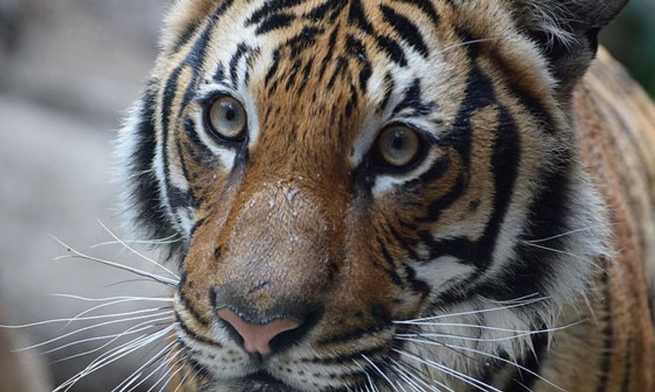 Intro To Zoology Small Online Class For Ages 9 14 Outschool