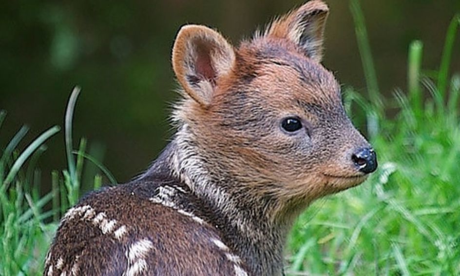 More Cute Animals You Didn't Know About | Small Online Class for Ages 7