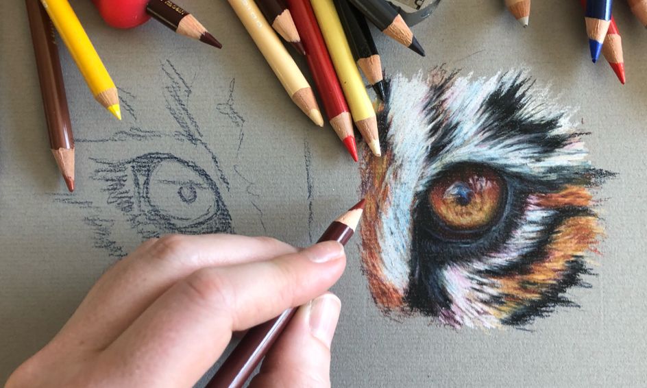Drawing With Colored Pencil Techniques And Tiger Eyes Flex Class Small Online Class For Ages 12 17 Outschool These pencils are great for layering and blending, and come in 132 shades. drawing with colored pencil techniques and tiger eyes flex class small online class for ages 12 17