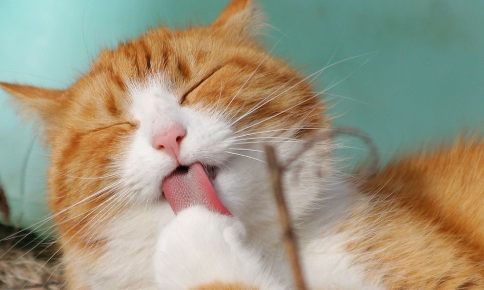 All About Cats Small Online Class For Ages 6 8 Outschool