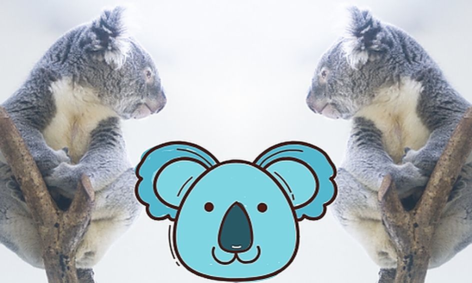 All About Koala Bears Small Online Class For Ages 7 11 Outschool - koala roblox adopt me