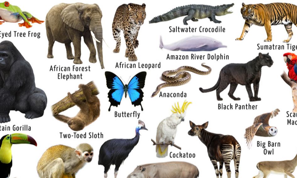 Amazon Rainforest Safari Workout Small Online Class For Ages 3 8 Outschool